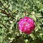 Rosa gallica Fleur