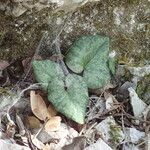 Cyclamen balearicum Leaf