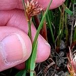 Juncus alpinoarticulatus Цветок