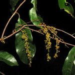 Iryanthera tessmannii Květ