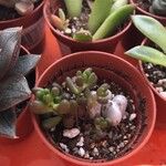 Sedum hernandezii Foglia