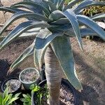 Aloe pillansii Hoja