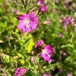 Epilobium hirsutum Flower