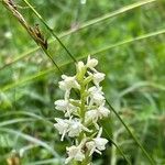 Gymnadenia odoratissima Flower
