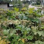 Heracleum sosnowskyi Fruto