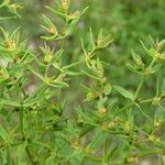 Euphorbia exigua Corteza