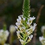 Hebenstretia angolensis Blüte