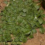 Polycarpon polycarpoides Libunga