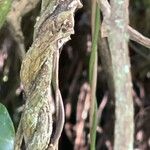 Aristolochia trilobata Kabuk