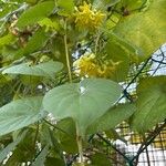 Telosma cordata Flower