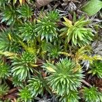 Saxifraga juniperifolia Leaf