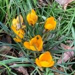 Crocus chrysanthus Συνήθη χαρακτηριστικά