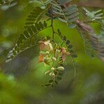 Tamarindus indicaÇiçek