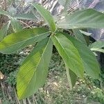 Ficus hispida Leaf