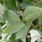 Cobaea scandens Leaf