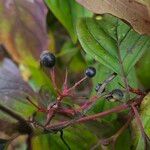 Cornus sanguinea Frucht