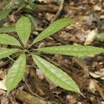 Pachira dolichocalyx Leaf