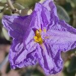 Solanum elaeagnifolium 花