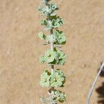 Maropsis deserti 葉