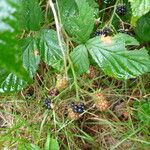 Rubus sprengelii その他の提案