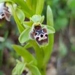 Ophrys umbilicata Blomma