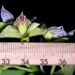 Prosthechea chacaoensis Other