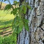 Parthenocissus quinquefolia برگ