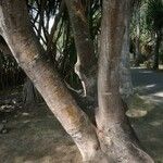 Acacia confusa Kaarna