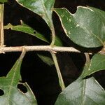 Aphelandra scabra 樹皮