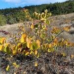 Cercis occidentalis Habitatea