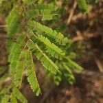 Albizia forbesii List