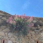 Valeriana lecoqii عادت داشتن