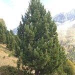 Pinus cembra عادت داشتن