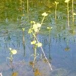 Utricularia foliosa ফুল