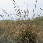 Tripidium ravennae Habit