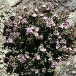 Polemonium pulcherrimum عادت