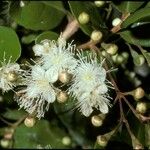 Myrceugenia exsucca Flor