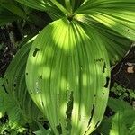Veratrum nigrum 葉