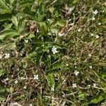 Houstonia micrantha Fleur