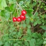 Crataegus laciniata Frucht