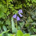 Hyacinthoides × massartianaFlower