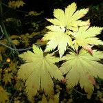 Acer shirasawanum Folha