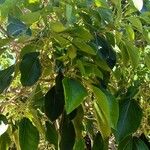 Oreopanax nymphaeifolius Hoja