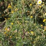 Bassia hyssopifolia 形态