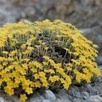 Dionysia iranica Flower