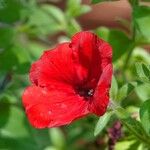 Petunia × atkinsiana Kukka