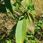 Symphyotrichum novi-belgiiLeaf