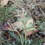 Astragalus incanus Fruit