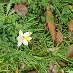 Freesia leichtliniiFlower