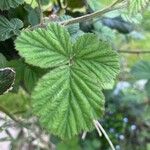 Rubus camptostachys 葉